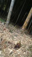 mini_110418_10040001.jpg